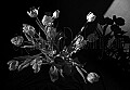 Infrared Images from the portfolio of Kathleen Duxbury Yeaw<br />NO COPY, NO TV, Do derivitive work, No prints<br />No Mags, No Sales, No Media without written permission of Kathleen Duxbury<br />photographs are subject to copyrights of the Kathleen Duxbury Yeaw and are protected by the Copyright Law of the United States (Title 17, United States Code) and by the Berne Convention. Reproduction, storage or transmittal by any means, of any image on this web site, whole or in part, is prohibited without express prior written permission. Prints purchased from this gallery may not be reproduced or scanned for any reason and may only be used for personal display. If you wish to publish or reproduce the materials in any physical or digital form or use them for any commercial purpose, including display or Web page use, you must obtain prior written permission from the Kathleen Duxbury Yeaw listed above.All images are copyrighted All rights reserved.