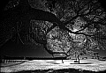 Infrared Images from the portfolio of Kathleen Duxbury Yeaw<br />NO COPY, NO TV, Do derivitive work, No prints<br />No Mags, No Sales, No Media without written permission of Kathleen Duxbury<br />photographs are subject to copyrights of the Kathleen Duxbury Yeaw and are protected by the Copyright Law of the United States (Title 17, United States Code) and by the Berne Convention. Reproduction, storage or transmittal by any means, of any image on this web site, whole or in part, is prohibited without express prior written permission. Prints purchased from this gallery may not be reproduced or scanned for any reason and may only be used for personal display. If you wish to publish or reproduce the materials in any physical or digital form or use them for any commercial purpose, including display or Web page use, you must obtain prior written permission from the Kathleen Duxbury Yeaw listed above.All images are copyrighted All rights reserved.